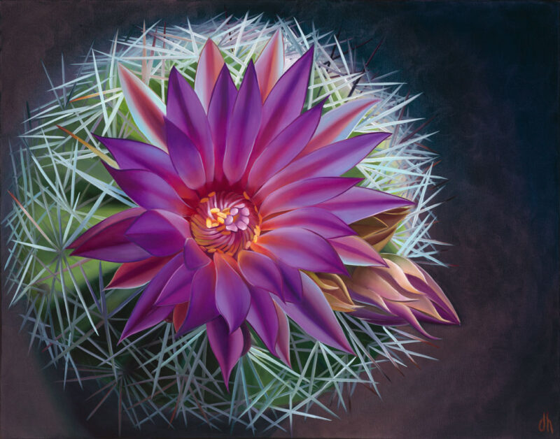 On the Ball - Spinystar Cactus, Hardscrabble Mesa, AZ RECENTLY SOLD